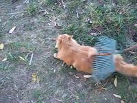 Chat de jardin