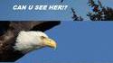 Un aigle et un cygne discutent