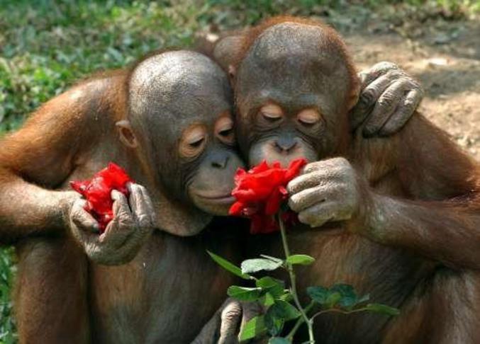 Deux singes amoureux, si c'est pas mignon.