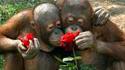 Singes amoureux