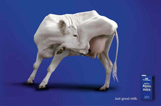 Une vache aime tellement son lait qu'elle le boit