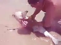 Un homme sauve des bébés requins en faisant une césarienne à leur mère échouée
