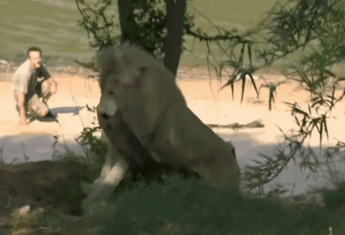C'est con un lion