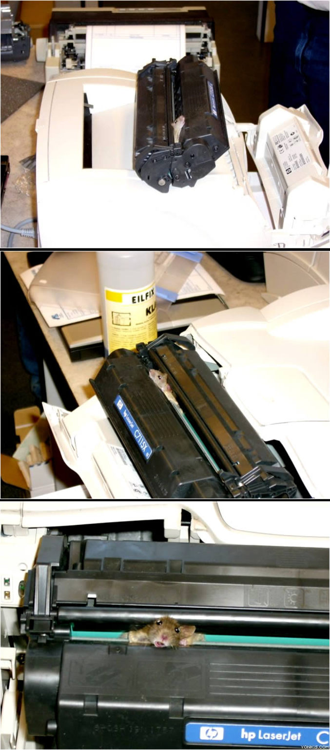 Une souris coincé dans une imprimante.. Pauvre p'tite bête.