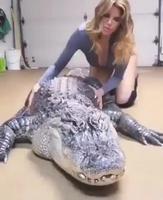 Massage d’alligator 