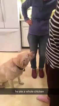 Romeo a volé le rôti