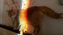 Nyan ?