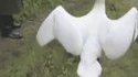 Comment remettre un cygne à sa place ?