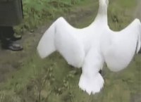 Comment remettre un cygne à sa place ?