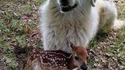 Belle et Bambi