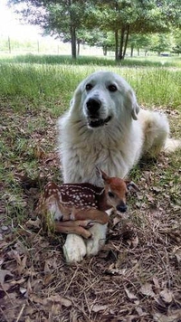 Belle et Bambi