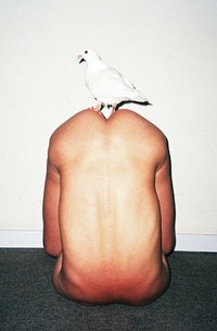 L'homme et la colombe