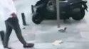 Les pigeons, ces dangereux volatiles
