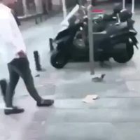 Les pigeons, ces dangereux volatiles