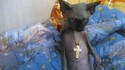 Snoop Catty Cat