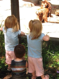 Boucle d'or et les ours