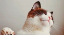 Chat flatté
