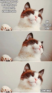 Chat flatté