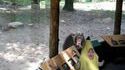 Une fillette au zoo