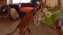 Chat berce