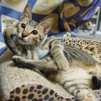 "Mouwiii, c'est à quel sujet ?"