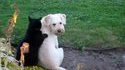 Chat masseur pour chien