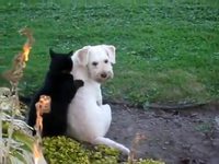 Chat masseur pour chien