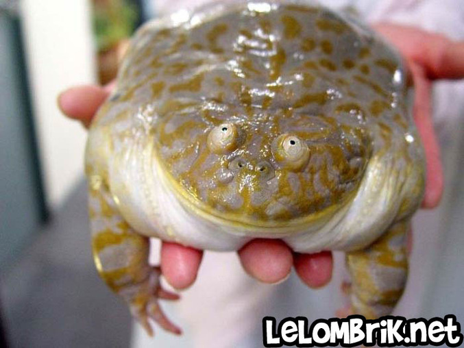 Une grosse grenouille avec une tête marrante.