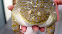 Grosse grenouille