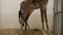 Naissance d'une girafe
