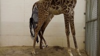 Naissance d'une girafe