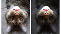 Le lapin-chat