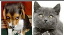 Kan tu grondes ton chien... ou ton chat