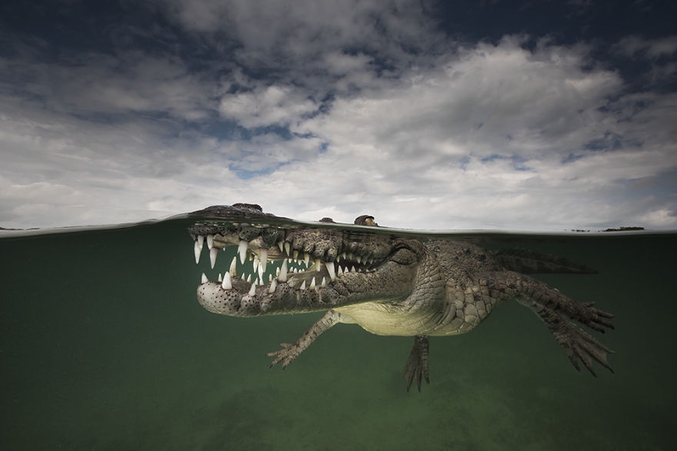 La photographe Matty Smith a souhaité capturer des clichés à demi submergés, en même temps le dessus et le dessous de l’eau, dévoilant cette mince frontière qui sépare deux mondes qui cohabitent et que pourtant tout oppose.