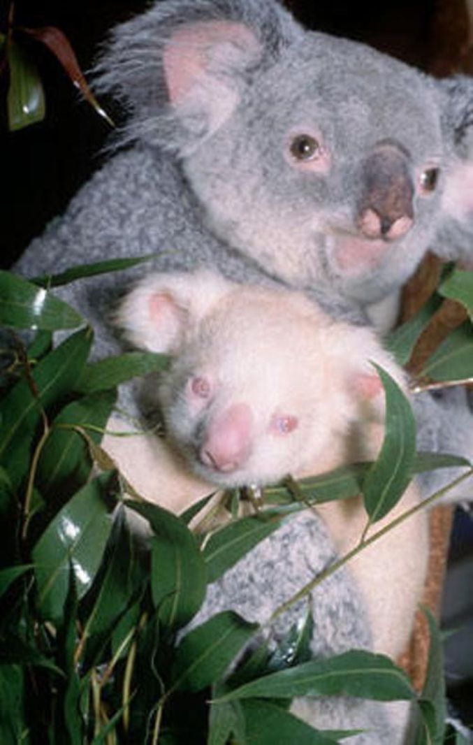Un koala albinos.