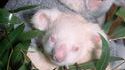 Koala albinos
