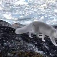 Rencontre avec un renard arctique