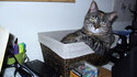 Chat cool 2