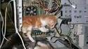 Ordicats