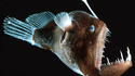 L'accouplement des poissons pêcheurs