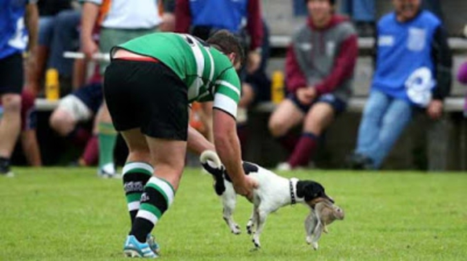 http://www.stuff.co.nz/taranaki-daily-news/news/68229310/dog-invades-taranaki-rugby-pitch-for-a-taste-of-rabbit