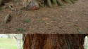 Gardien d'arbre