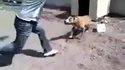 Un type s'amuse à énerver un pitbull enchainé