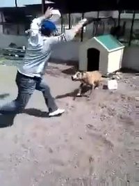 Un type s'amuse à énerver un pitbull enchainé