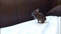 Un lapin