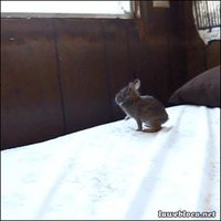 Un lapin