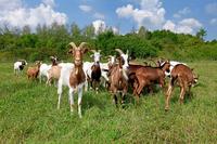 Juste avant le match contre Liverpool, l'équipe de l'OM avait posé pour une photo de groupe