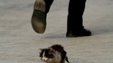 Chaton abandonné