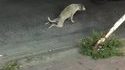 Un chien blessé bloque la circulation