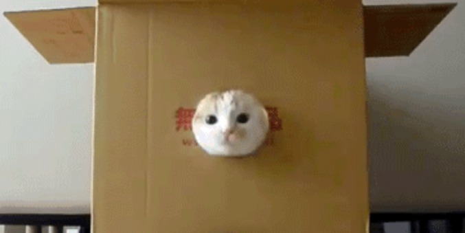 Pénétration de chatte